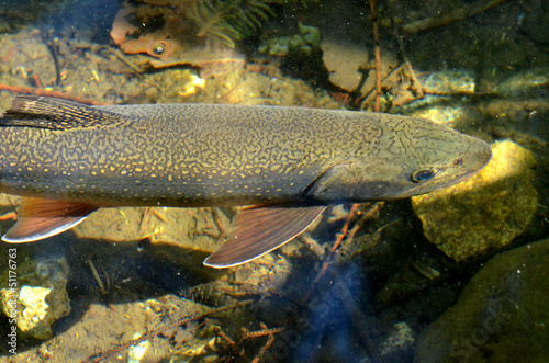 Great Lake Trout