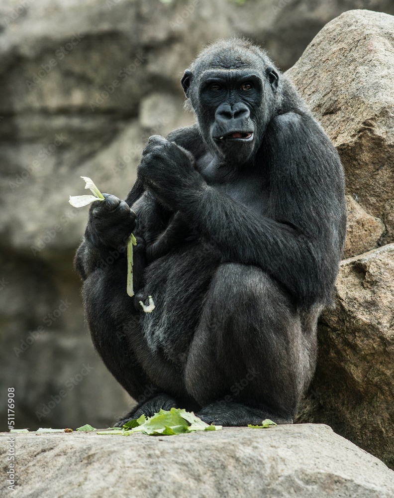 Big black gorilla  sitting rock and eating