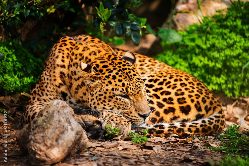 Obraz premium Gorgeous leopardess in natural habitat