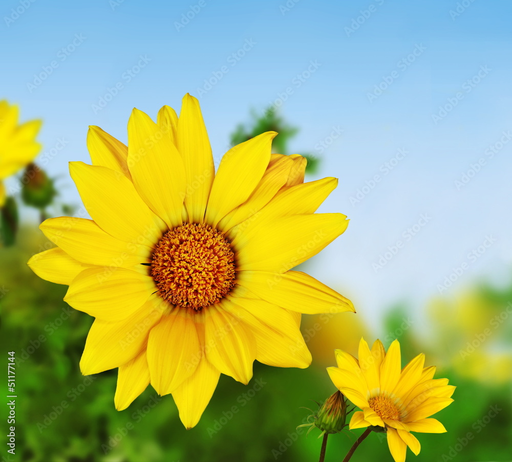 Fototapeta premium Floraison de gazania jaune