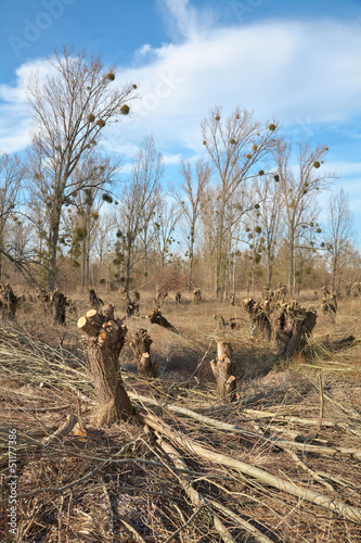 Kopfweiden auf dem Kühkopf im hessischen Ried