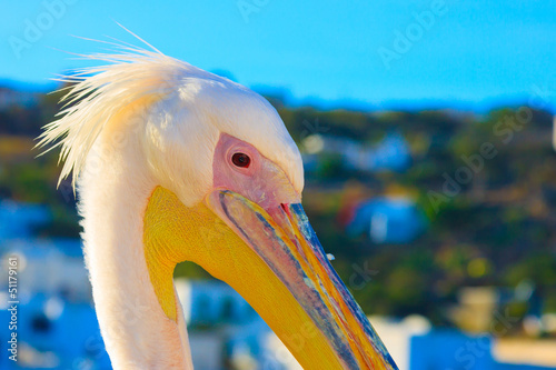 Greece,Petros the famous pelican of Mykonos island