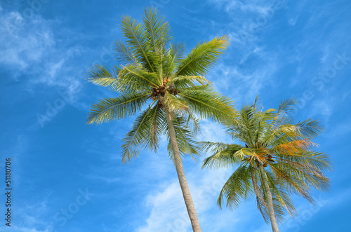 Coco palms