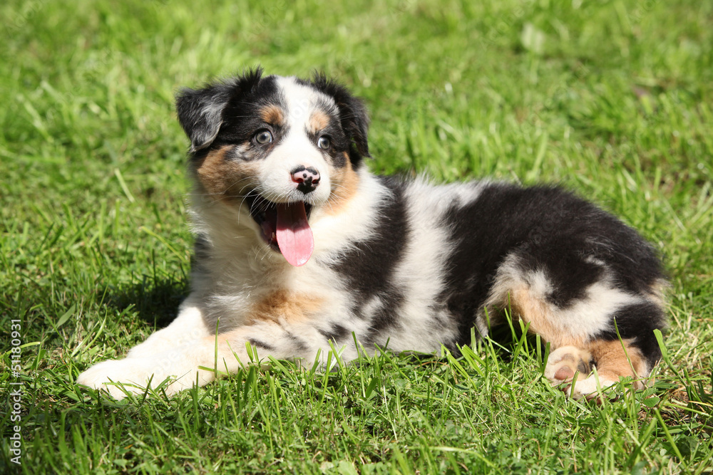 Gorgeous and crazy australian shepherd puppy