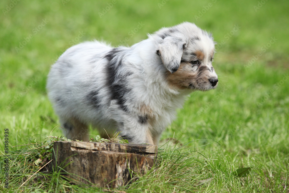 Fototapeta premium Adorable australian shepherd puppy behind tree stump