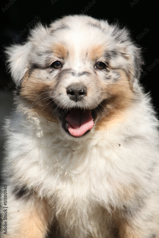Portrait of gorgeous australian shepherd puppy