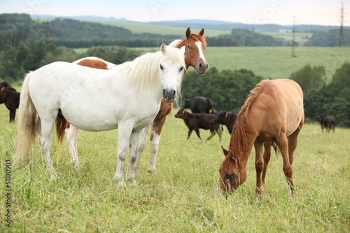 Batch of horses resting on pasturage © Zuzana Tillerova