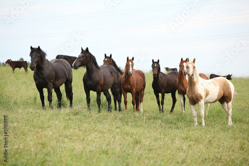 Batch of horses resting on pasturage