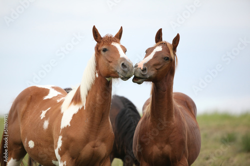 Fototapeta Naklejka Na Ścianę i Meble -  Two young horses playing together on pasturage