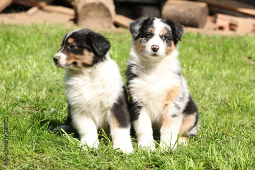 Two gorgeous puppies of australian shepherd