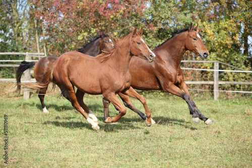 Fototapeta Naklejka Na Ścianę i Meble -  Brown horses running on pasturage