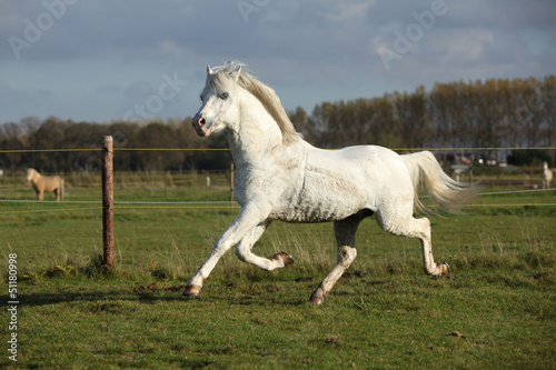 Sweaty welsh mountain pony stallion