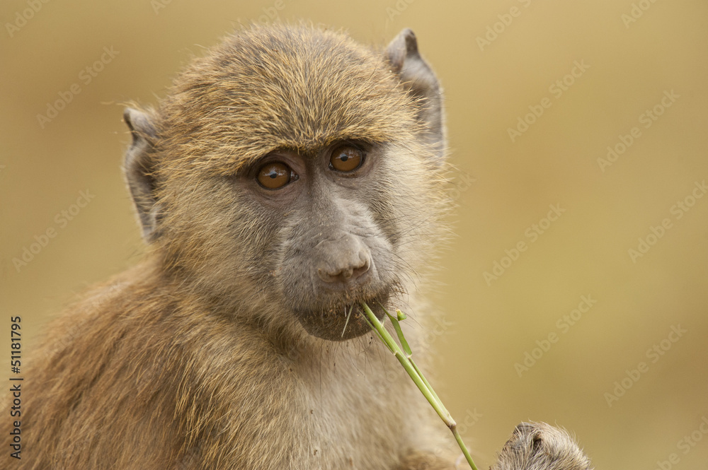 Obraz premium Portrait of an Olive Baboon