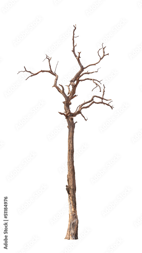 Old and dead tree isolated on white background Old and dead tree isolated on white background
