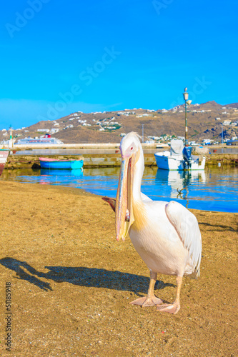 Greece, Petros famous pelican of Mykonos eating a fish