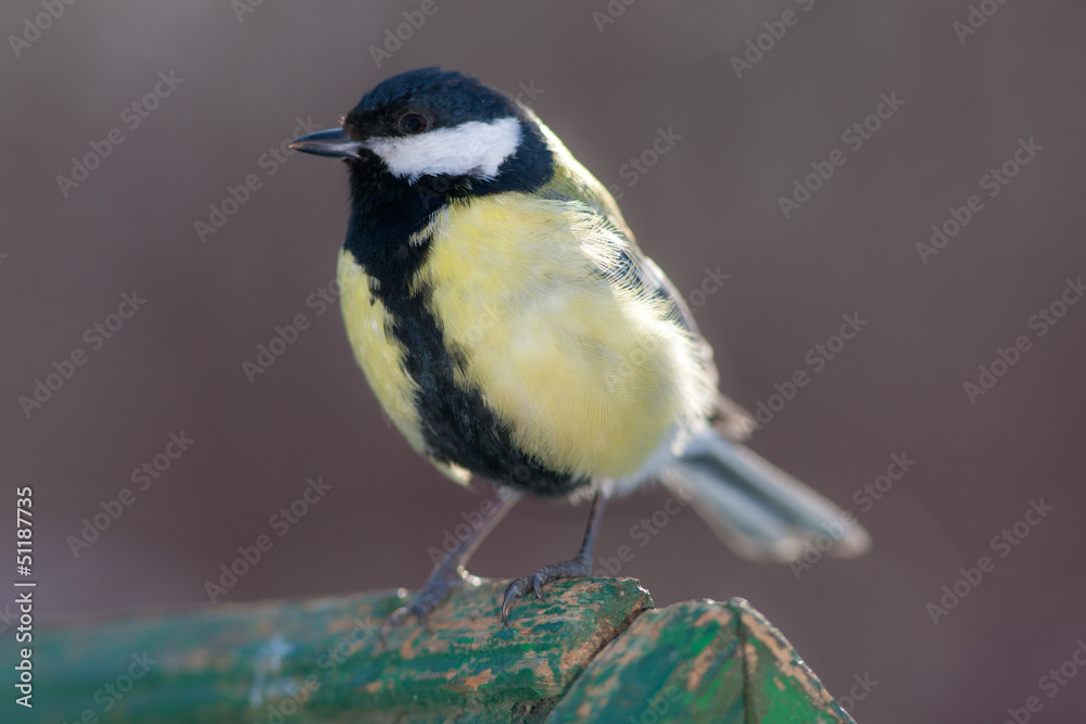 Naklejka premium tit close up