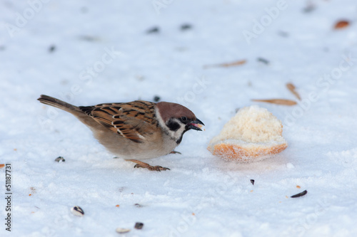 hungry sparrow