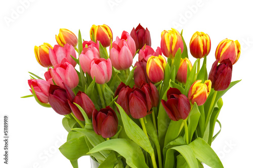 colourful tulips on white background