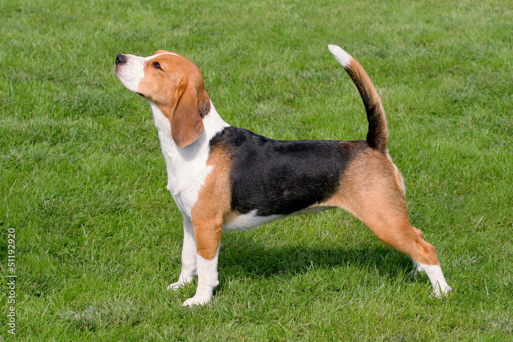 The typical Beagle on the green grass