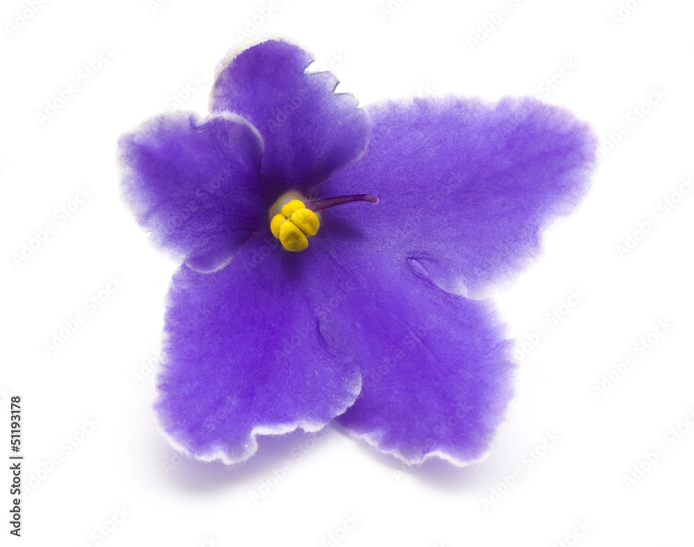 Obraz premium violet flower