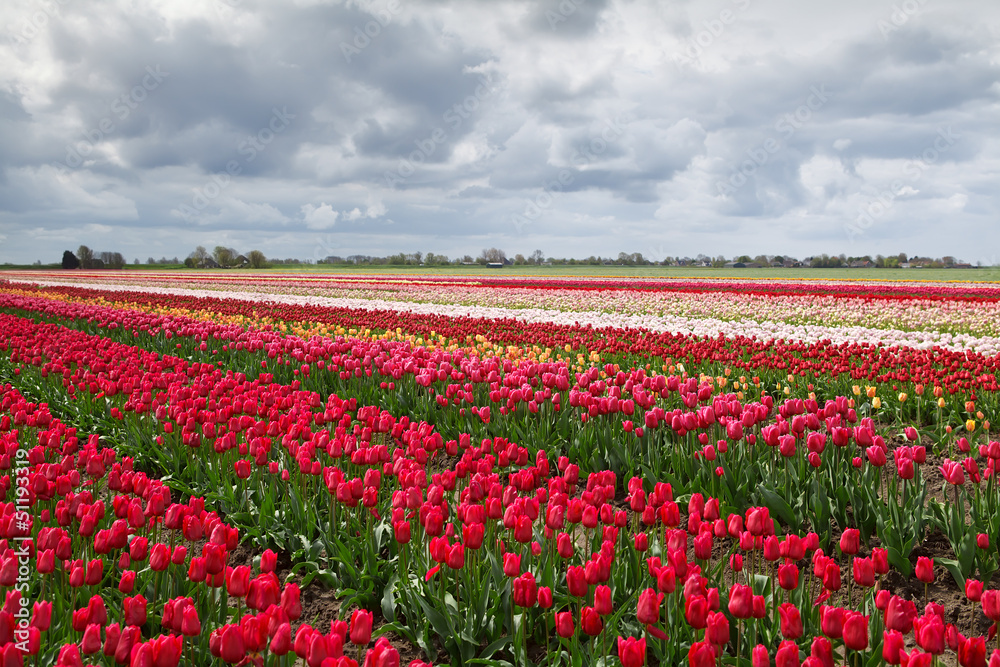 colorful spring tulips fields in Holland