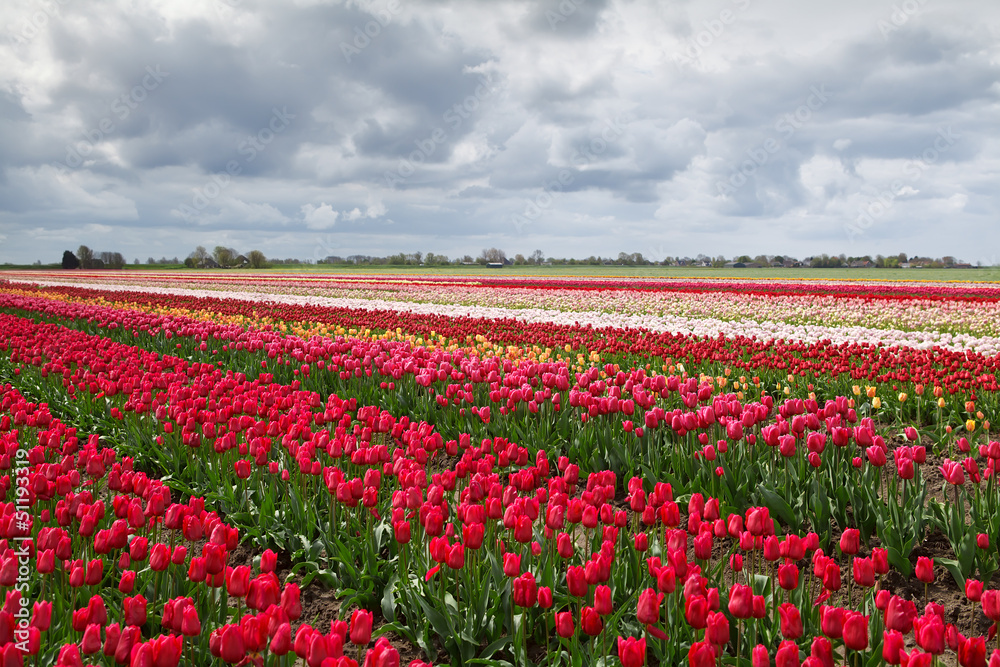 colorful spring tulips fields in Holland colorful spring tulips fields in Holland