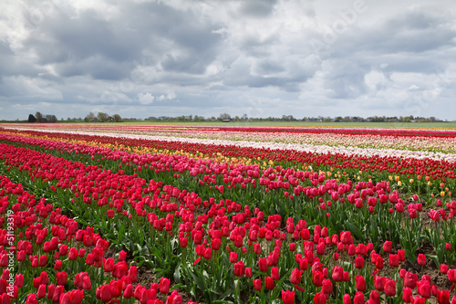 Wallpaper Mural colorful spring tulips fields in Holland Torontodigital.ca