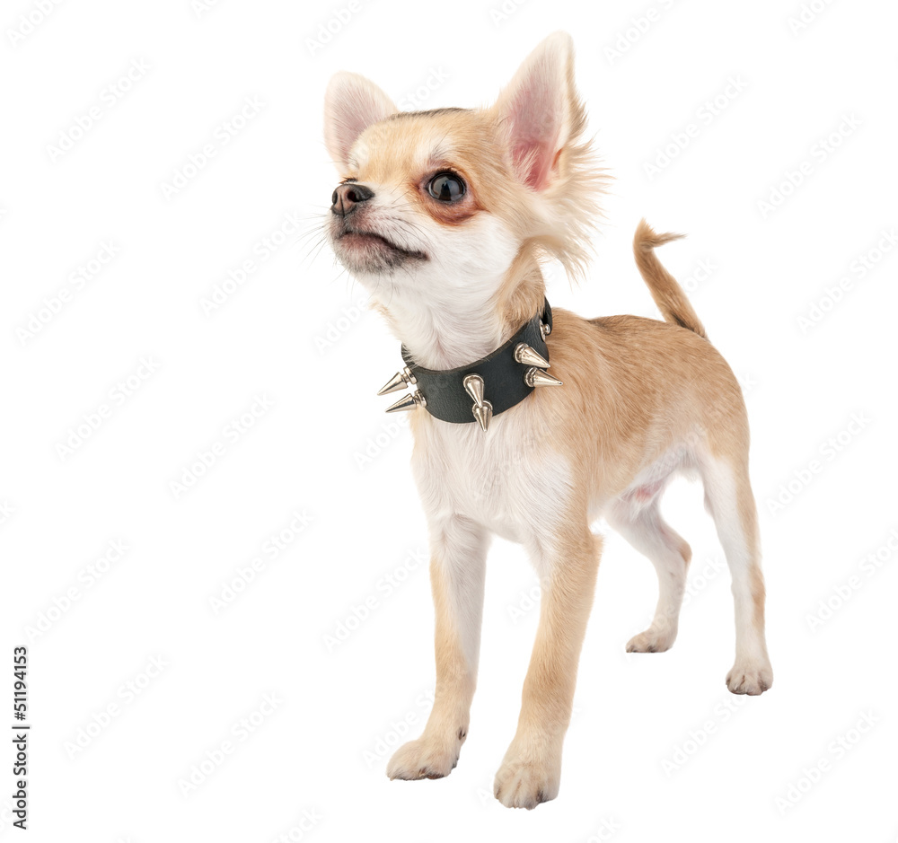 Chihuahua puppy with black leather studded collar isolated