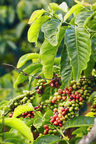 Obraz na płótnie Ripe coffee