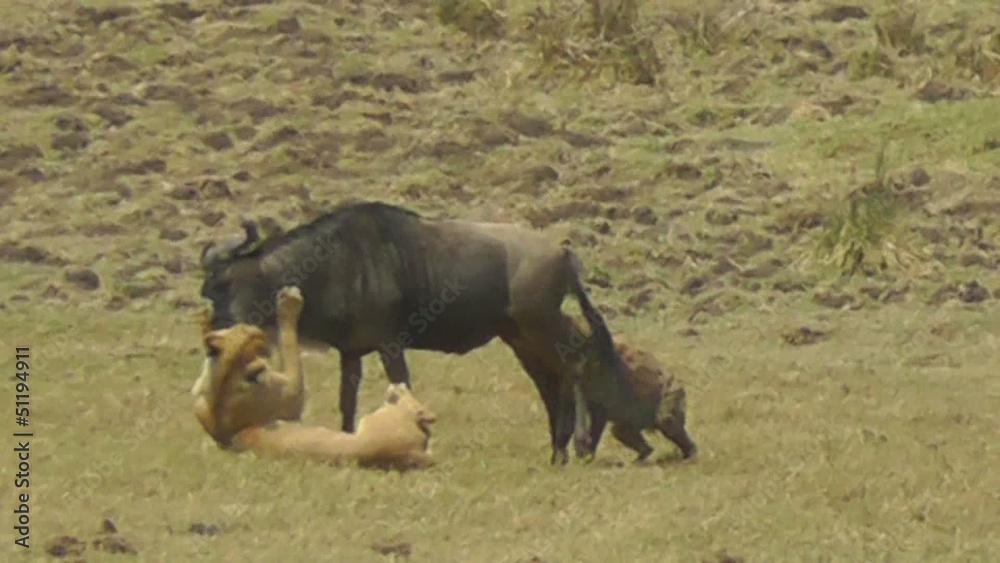 Female lion and hyena common attack