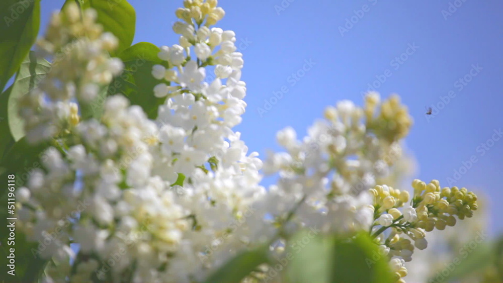 branch of a white lilac waves on a wind branch of a white lilac waves on a wind