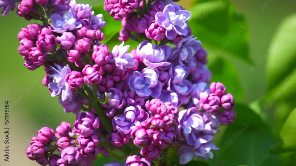 branch of a lilac lilac waves on a wind branch of a lilac lilac waves on a wind