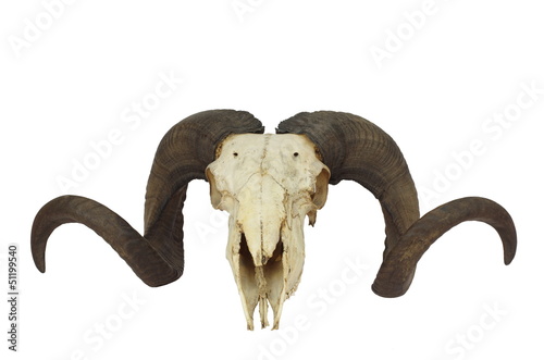 ram skull with big horn
