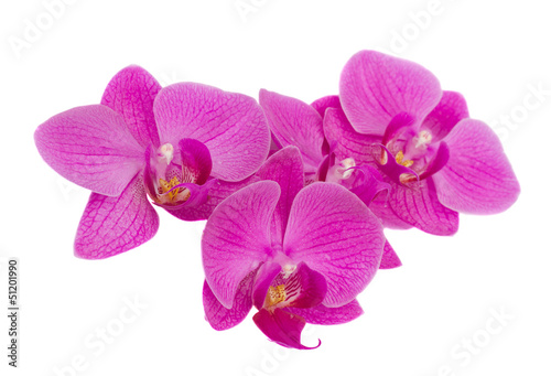pile of orchids