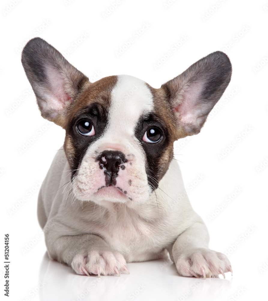 French bulldog puppy French bulldog puppy