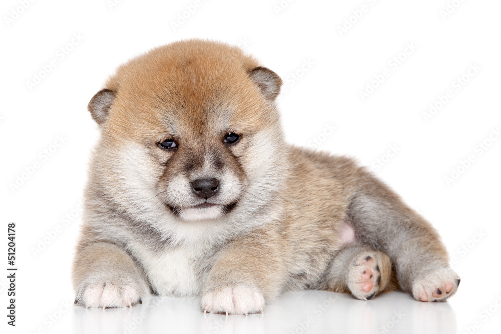 Shiba inu puppy on white background