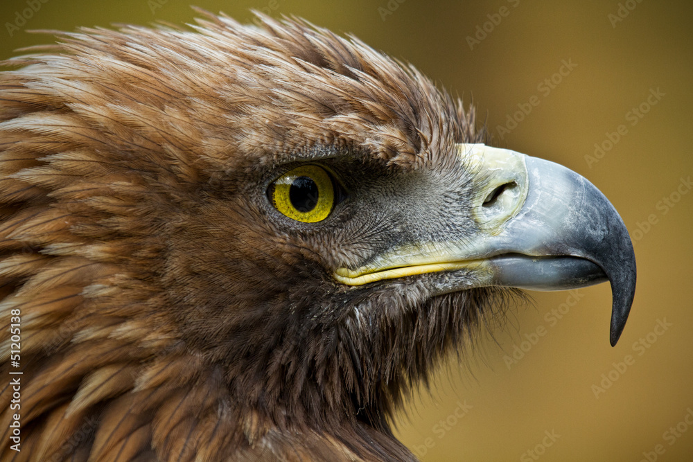 Naklejka premium Golden Eagle