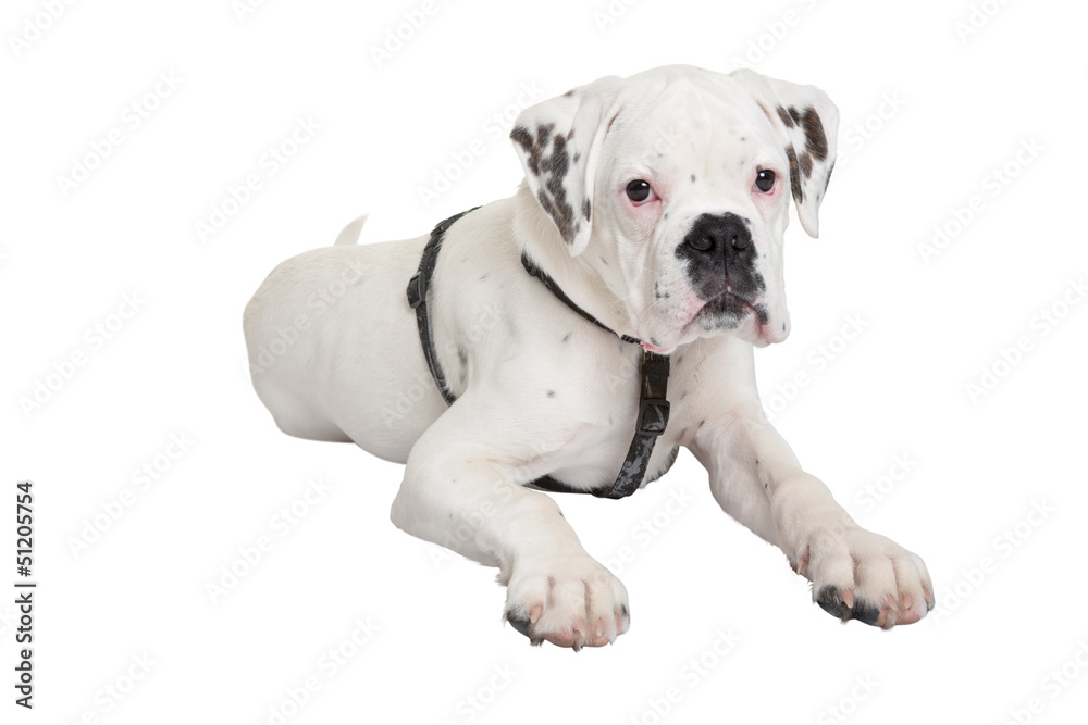 Portrait von einem jungen Boxer Hund