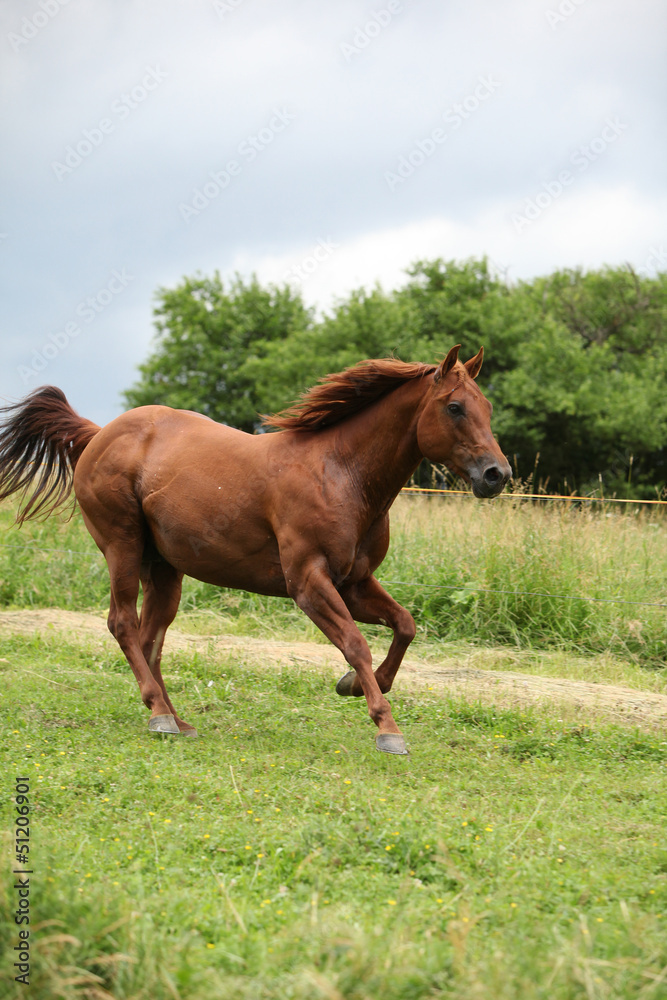 Nice Quarter horse stallion running on pasturage Nice Quarter horse stallion running on pasturage