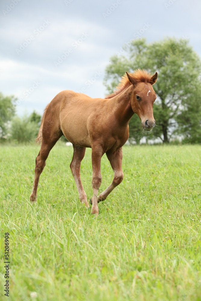 Filly of sorrel solid paint horse before a storm