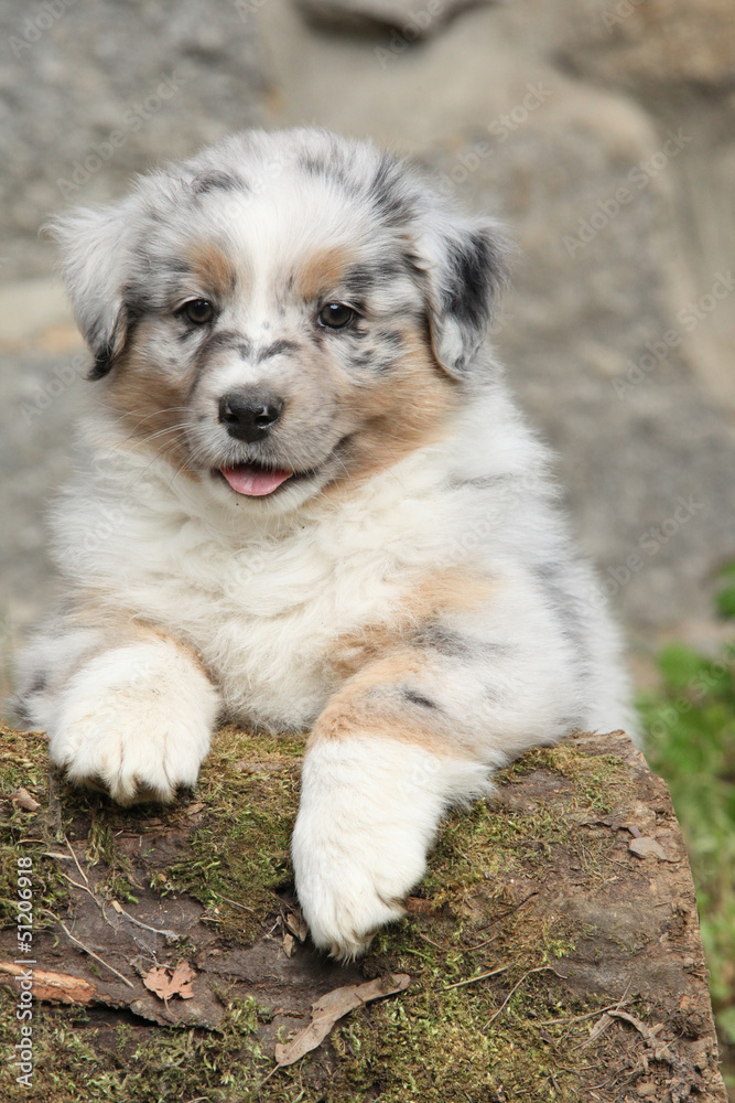 Adorable australian shepherd puppy smiling Adorable australian shepherd puppy smiling