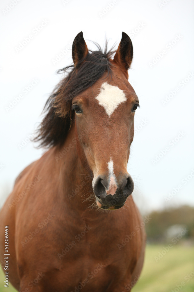 Obraz premium Portrait of welsh pony looking at you