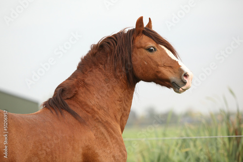 Bild auf Leinwand Portrait of chestnut welsh pony