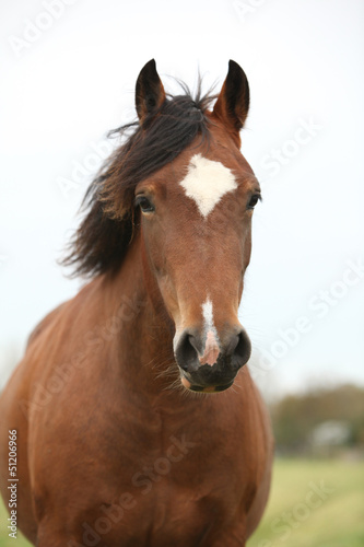 Fototapeta Naklejka Na Ścianę i Meble -  Portrait of welsh pony looking at you