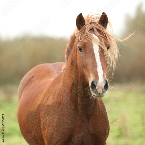 Fototapeta Portrait of welsh pony
