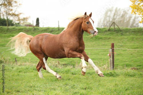 Chestnut welsh pony with blond hair running on pasturage