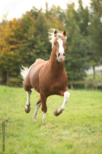Fototapeta Naklejka Na Ścianę i Meble -  Chestnut welsh pony stallion with blond hair