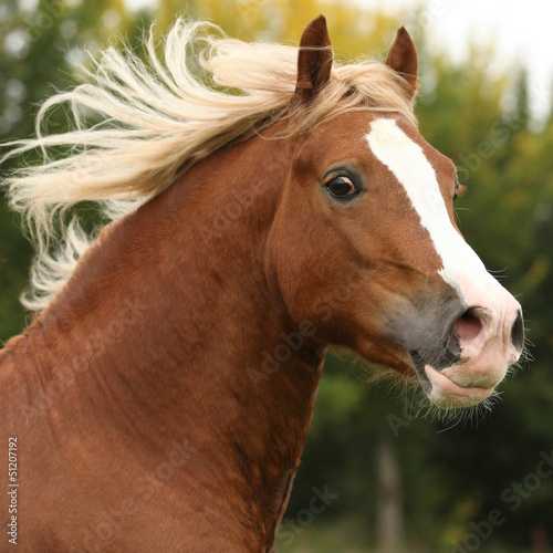 Portrait of nice welsh pony stallion with blond hair