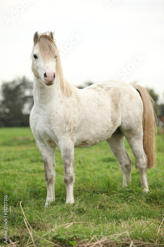 Fototapeta Naklejka Na Ścianę i Meble -  Nice white welsh pony