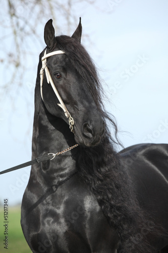 Gorgeous friesian stallion with long hair